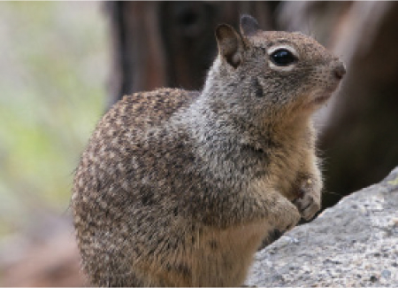 Ground Squirrel