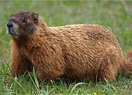Groundhog