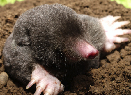 Mole