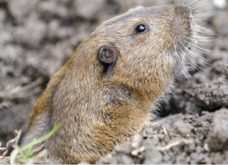Pocket Gopher