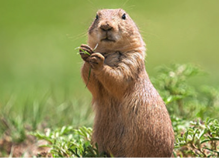 Prairie Dog
