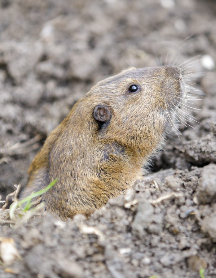 Pocket Gopher